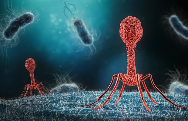 Phage infecting bacterium close-up 3D rendering illustration